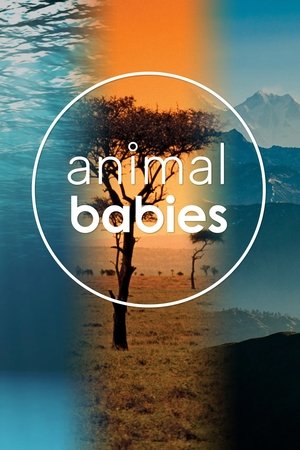 Animal Babies online free